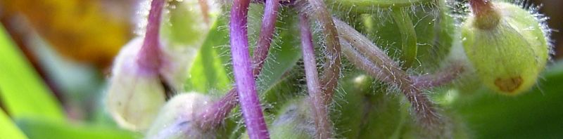Anklicken um das ganze Bild zu sehen  Dreimasterblume Knospe grün Tradescantia ohiensis