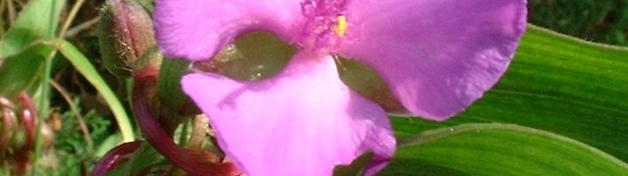 Anklicken um das ganze Bild zu sehen  Dreimasterblume Blüte rose Tradescantia ohiensis