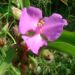 Zurück zum kompletten Bilderset Dreimasterblume Blüte rose Tradescantia ohiensis