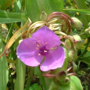 Dreimaster Staude rose Tradescantia Andersoniana Hybriden 04