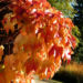 Zurück zum kompletten Bilderset Dreispitzige Jungfernrebe Herbstblatt rötlich Parthenocissus tricuspidata