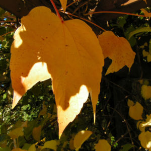 Dreispitzige Jungfernrebe Herbstblatt roetlich Parthenocissus tricuspidata 02