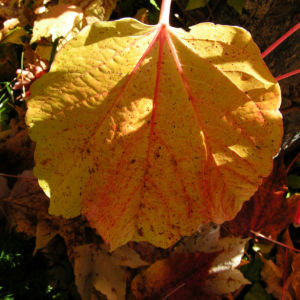 Dreispitzige Jungfernrebe Herbstblatt roetlich Parthenocissus tricuspidata 03