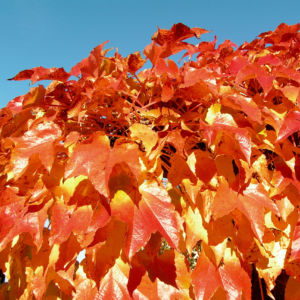 Dreispitzige Jungfernrebe Herbstblatt roetlich Parthenocissus tricuspidata 04