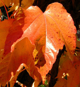 Dreispitzige Jungfernrebe Herbstblatt roetlich Parthenocissus tricuspidata 06