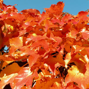 Dreispitzige Jungfernrebe Herbstblatt roetlich Parthenocissus tricuspidata 07