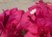 Zurück zum kompletten Bilderset Drillingsblume Bougainville Blüte weiß Blatt purpur Bougainvillea glabra