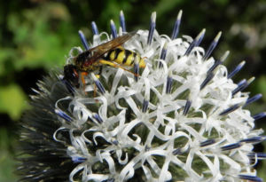 Druesenblaettrige Kugeldistel Bluete weisslich silber Wespe Echinops sphaerocephalus 06