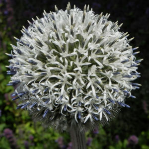 Druesenblaettrige Kugeldistel Bluete weisslich silber Echinops sphaerocephalus 01