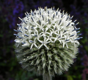 Druesenblaettrige Kugeldistel Bluete weisslich silber Echinops sphaerocephalus 08