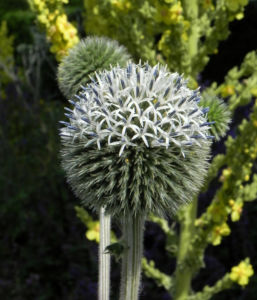 Druesenblaettrige Kugeldistel Bluete weisslich silber Echinops sphaerocephalus 10