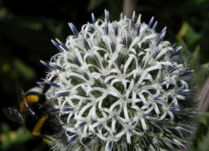 Druesenblaettrige Kugeldistel Hummel Echinops sphaerocephalus 17