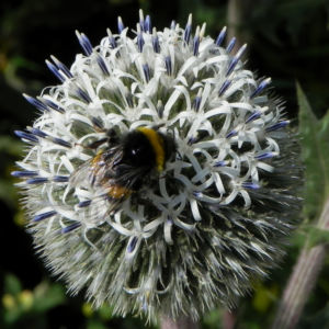 Druesenblaettrige Kugeldistel Hummel Echinops sphaerocephalus 18