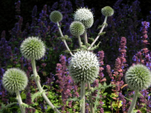 Druesenblaettrige Kugeldistel gruen Echinops sphaerocephalus 09