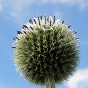 Druesenblaettrige Kugeldistel gruen Echinops sphaerocephalus 10