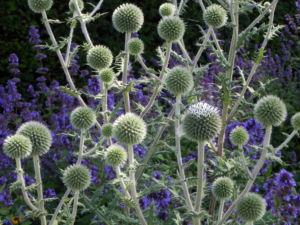 Druesenblaettrige Kugeldistel gruen Echinops sphaerocephalus 11