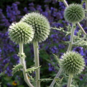 Druesenblaettrige Kugeldistel gruen Echinops sphaerocephalus 12