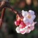 Zurück zum kompletten Bilderset Duft Schneeball Blüte weißrosa - Viburnum fragrans