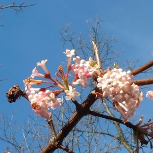 Duft Schneeball Viburnum x bodnantense 04