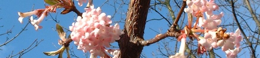 Anklicken um das ganze Bild zu sehen  Duft Schneeball Blüte rosa Viburnum x bodnantense
