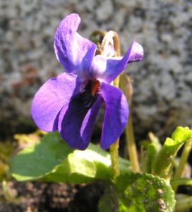 Duft Veilchen Wohlriechendes Veilchen Bluete blauviolett Viola odorata 01