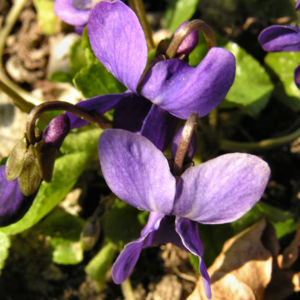 Duft Veilchen Wohlriechendes Veilchen Bluete blauviolett Viola odorata 02