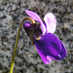 Duft Veilchen Wohlriechendes Veilchen Bluete blauviolett Viola odorata 03