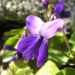 Zurück zum kompletten Bilderset Duft Veilchen Wohlriechendes Veilchen Blüte blauviolett Viola odorata
