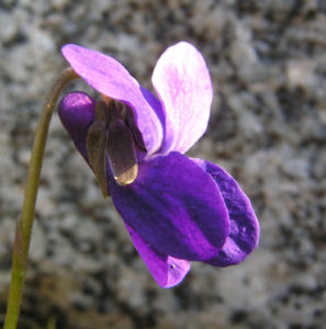 Duft Veilchen Wohlriechendes Veilchen Bluete blauviolett Viola odorata 05