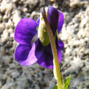 Duft Veilchen Wohlriechendes Veilchen Bluete blauviolett Viola odorata 07