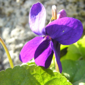 Duft Veilchen Wohlriechendes Veilchen Bluete blauviolett Viola odorata 08