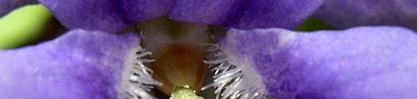 Anklicken um das ganze Bild zu sehen  Duftveilchen Märzveilchen Blüte blau Viola odorata
