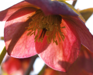 Dunkelrote Nieswurz Bluete roetlich Helleborus dumetorum 02