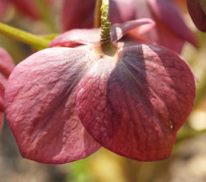 Dunkelrote Nieswurz Bluete roetlich Helleborus dumetorum 03