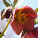 Zurück zum kompletten Bilderset Hecken-Nieswurz Blüte rötlich Helleborus dumetorum
