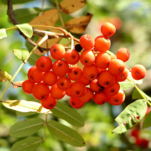 Eberesche Baum Frucht rot Sorbus aucuparia 06