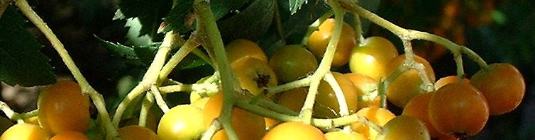 Anklicken um das ganze Bild zu sehen  Eberesche Frucht rot Sorbus aucuparia
