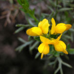 Echinospartium Bluete gelb Echinospartium lusitanicum 02