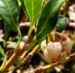 Zurück zum kompletten Bilderset Echte Bärentraube Blüte weiß rosa Arctostaphylos uva-ursi