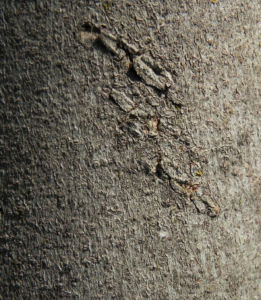 Echte Feige Baum Blatt gruen Rinde silber Frucht Ficus carica 09