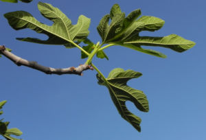 Echte Feige Baum Blatt gruen Ficus carica 01
