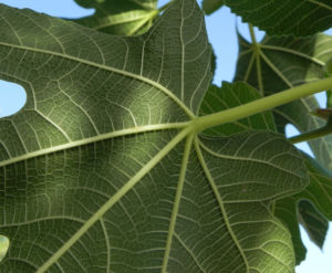 Echte Feige Baum Blatt gruen Ficus carica 03