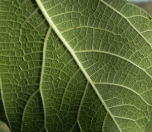 Echte Feige Baum Blatt gruen Ficus carica 04