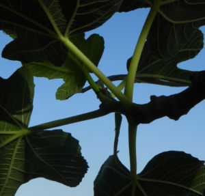 Echte Feige Baum Blatt gruen Ficus carica 07
