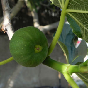 Echte Feige Baum Frucht gruen Ficus carica 09