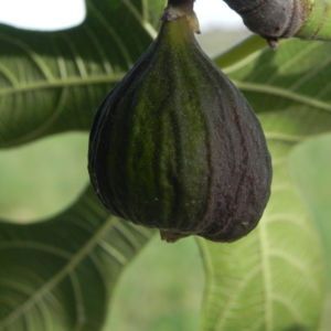 Echte Feige Baum Frucht gruen Ficus carica 10