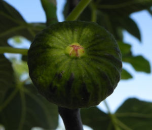 Echte Feige Baum Frucht gruen Ficus carica 11