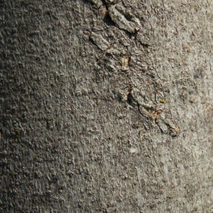 Echte Feige Baum Rinde grau Ficus carica 09