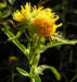 Zurück zum kompletten Bilderset Gewöhnliche Goldrute Blüte gelb Solidago virgaurea