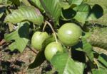 Bild:  Echte Guave Baum Frucht grün Psidium guajava